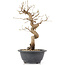 Carpinus coreana, 28 cm, ± 12 anni