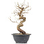 Carpinus coreana, 28 cm, ± 12 jaar oud