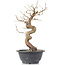 Carpinus coreana, 28 cm, ± 12 anni