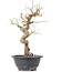 Carpinus coreana, 28 cm, ± 12 anni