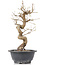 Carpinus coreana, 28 cm, ± 12 anni