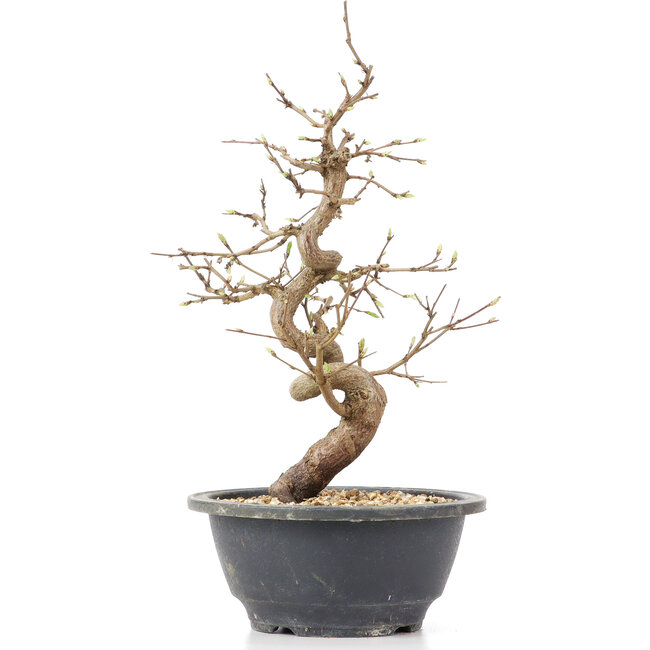 Carpinus coreana, 26 cm, ± 12 jaar oud