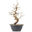 Carpinus coreana, 26 cm, ± 12 Jahre alt