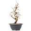 Carpinus coreana, 26 cm, ± 12 Jahre alt