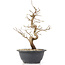 Carpinus coreana, 26 cm, ± 12 Jahre alt