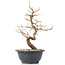 Carpinus coreana, 26 cm, ± 12 anni