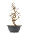 Carpinus coreana, 26 cm, ± 12 anni