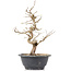 Carpinus coreana, 26 cm, ± 12 jaar oud