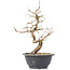 Carpinus coreana, 26 cm, ± 12 anni