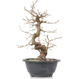 Carpinus coreana, 25 cm, ± 12 years old