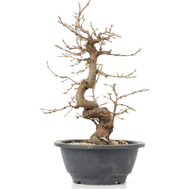 Carpinus coreana, 25 cm, ± 12 anni