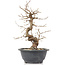 Carpinus coreana, 25 cm, ± 12 anni