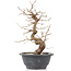 Carpinus coreana, 25 cm, ± 12 anni