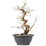 Carpinus coreana, 25 cm, ± 12 Jahre alt