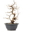 Carpinus coreana, 25 cm, ± 12 Jahre alt