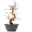 Carpinus coreana, 25 cm, ± 12 jaar oud