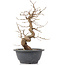 Carpinus coreana, 25 cm, ± 12 Jahre alt