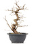 Carpinus coreana, 25 cm, ± 12 Jahre alt