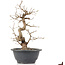 Carpinus coreana, 25 cm, ± 12 anni