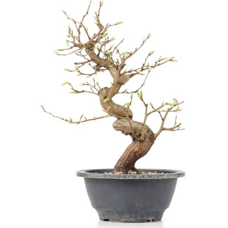 Carpinus coreana, 25 cm, ± 12 Jahre alt