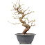 Carpinus coreana, 25 cm, ± 12 jaar oud