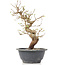 Carpinus coreana, 25 cm, ± 12 anni