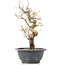 Carpinus coreana, 25 cm, ± 12 jaar oud