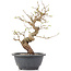 Carpinus coreana, 25 cm, ± 12 jaar oud