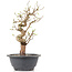 Carpinus coreana, 25 cm, ± 12 jaar oud