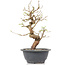 Carpinus coreana, 25 cm, ± 12 jaar oud