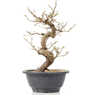 Carpinus coreana, 24 cm, ± 12 jaar oud