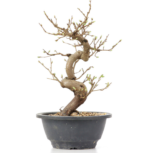 Carpinus coreana, 24 cm, ± 12 anni