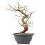 Carpinus coreana, 24 cm, ± 12 anni