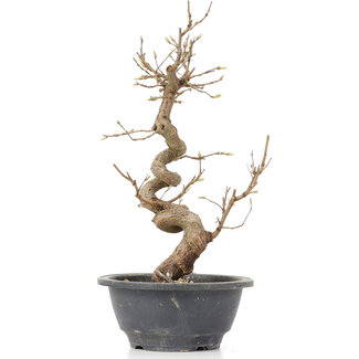 Carpinus coreana, 28 cm, ± 12 anni