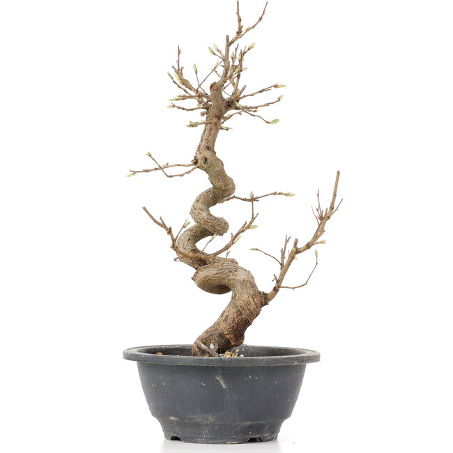 Carpinus coreana, 28 cm, ± 12 Jahre alt