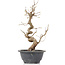 Carpinus coreana, 28 cm, ± 12 Jahre alt