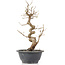 Carpinus coreana, 28 cm, ± 12 Jahre alt