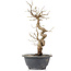 Carpinus coreana, 28 cm, ± 12 Jahre alt