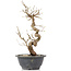 Carpinus coreana, 28 cm, ± 12 Jahre alt