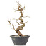 Carpinus coreana, 28 cm, ± 12 Jahre alt