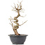 Carpinus coreana, 28 cm, ± 12 Jahre alt