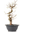 Carpinus coreana, 28 cm, ± 12 Jahre alt