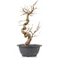 Carpinus coreana, 28 cm, ± 12 Jahre alt