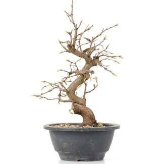 Carpinus coreana, 26 cm, ± 12 anni