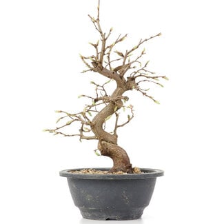 Carpinus coreana, 26 cm, ± 12 years old