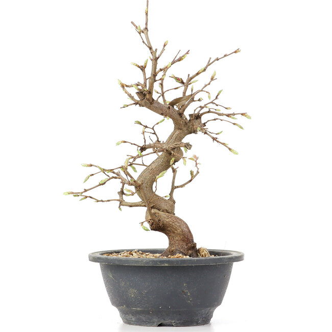 Carpinus coreana, 26 cm, ± 12 anni