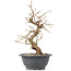 Carpinus coreana, 26 cm, ± 12 anni