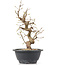 Carpinus coreana, 26 cm, ± 12 Jahre alt