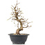 Carpinus coreana, 26 cm, ± 12 jaar oud