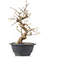 Carpinus coreana, 26 cm, ± 12 anni